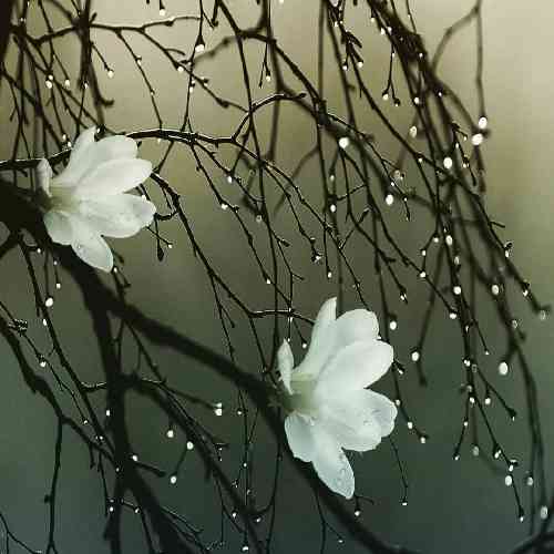 معین فتحی تش منه تش منه آخی پیوار دل آخی گل بختیاری